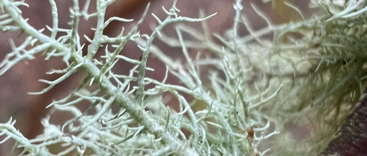 a lichen