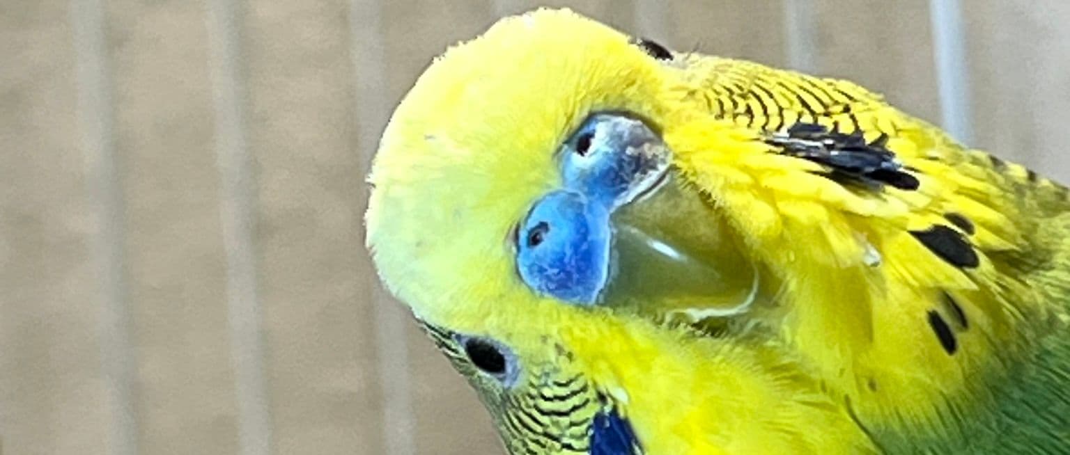 bird judge